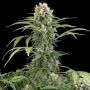 Blue Thai Feminized Marijuana Strain by Dinafem Seeds For Sale Online at Cannabis Seeds Outlet