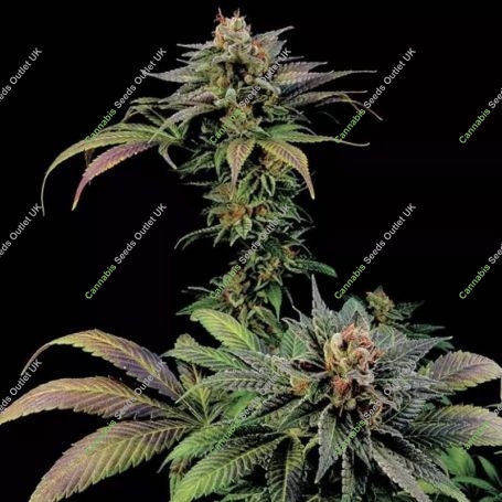 Blue Widow Feminized Marijuana Strain by Dinafem Seeds For Sale Online at Cannabis Seeds Outlet