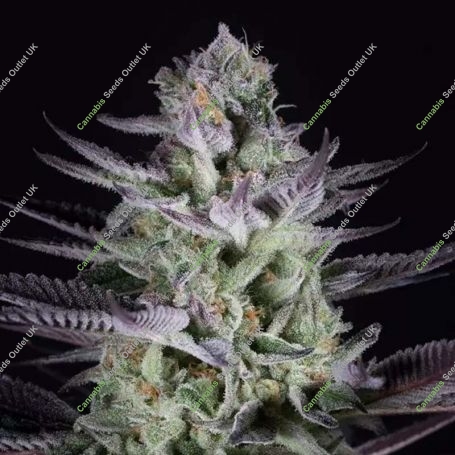 Blueberry Cookies Feminized Marijuana Strain by Dinafem Seeds For Sale Online at Cannabis Seeds Outlet