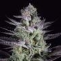 Blueberry Cookies Feminized Marijuana Strain by Dinafem Seeds For Sale Online at Cannabis Seeds Outlet