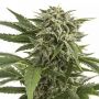 Bubba Kush Auto Female Dinafem Cannabis Seeds