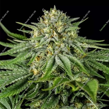 Bubba Kush CBD Feminized Marijuana Strain by Dinafem Seeds For Sale Online at Cannabis Seeds Outlet