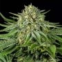 Bubba Kush CBD Feminized Marijuana Strain by Dinafem Seeds For Sale Online at Cannabis Seeds Outlet