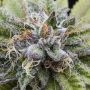 Bubba Kush Feminized Marijuana Strain by Dinafem Seeds For Sale Online at Cannabis Seeds Outlet