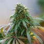 Cali Hash Plant Female Dinafem Cannabis Seeds