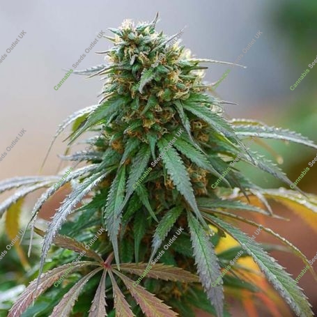 Cali Hash Plant Feminized Marijuana Strain by Dinafem Seeds For Sale Online at Cannabis Seeds Outlet