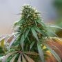 Cali Hash Plant Feminized Marijuana Strain by Dinafem Seeds For Sale Online at Cannabis Seeds Outlet