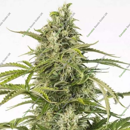 Cheese CBD Auto Feminized Marijuana Strain by Dinafem Seeds For Sale Online at Cannabis Seeds Outlet