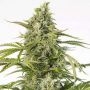 Cheese CBD Auto Feminized Marijuana Strain by Dinafem Seeds For Sale Online at Cannabis Seeds Outlet