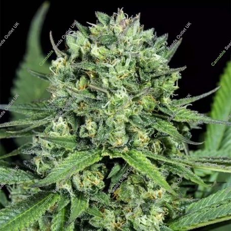 Cheese CBD Feminized Marijuana Strain by Dinafem Seeds For Sale Online at Cannabis Seeds Outlet