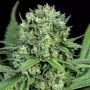 Cheese CBD Feminized Marijuana Strain by Dinafem Seeds For Sale Online at Cannabis Seeds Outlet
