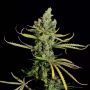 Cheese Female Dinafem Cannabis Weed Seeds