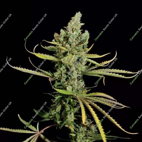 Cheese Feminized Marijuana Strain by Dinafem Seeds For Sale Online at Cannabis Seeds Outlet