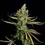 Cheese Feminized Marijuana Strain by Dinafem Seeds For Sale Online at Cannabis Seeds Outlet