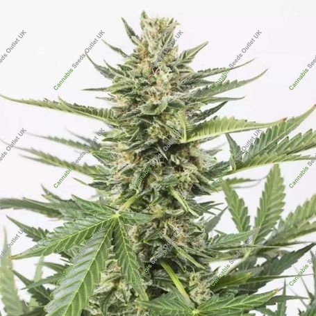 Cheese XXL Auto Feminized Marijuana Strain by Dinafem Seeds For Sale Online at Cannabis Seeds Outlet