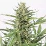 Cheese XXL Auto Feminized Marijuana Strain by Dinafem Seeds For Sale Online at Cannabis Seeds Outlet