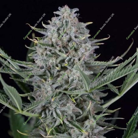 Cookies Auto Feminized Marijuana Strain by Dinafem Seeds For Sale Online at Cannabis Seeds Outlet