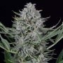 Cookies Auto Feminized Marijuana Strain by Dinafem Seeds For Sale Online at Cannabis Seeds Outlet