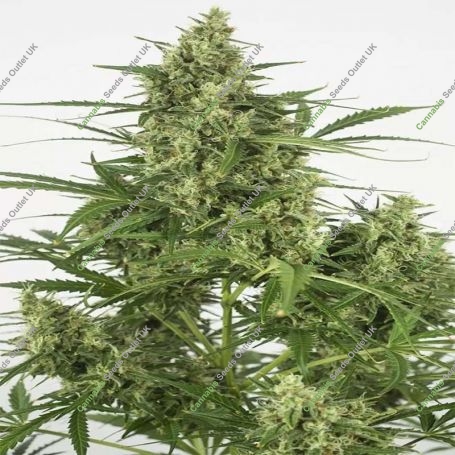 Critical + 2.0 Auto Feminized Marijuana Strain by Dinafem Seeds For Sale Online at Cannabis Seeds Outlet