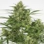 Critical + 2.0 Auto Feminized Marijuana Strain by Dinafem Seeds For Sale Online at Cannabis Seeds Outlet