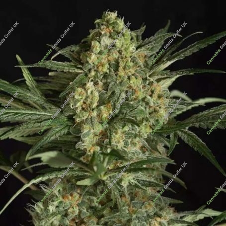 Critical + 2.0 Feminized Marijuana Strain by Dinafem Seeds For Sale Online at Cannabis Seeds Outlet