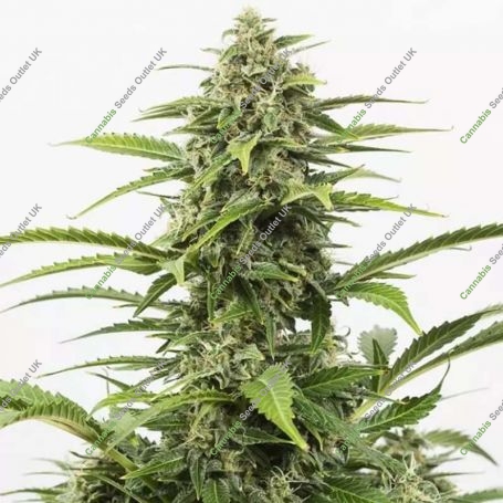 Critical + Automatic Feminized Marijuana Strain by Dinafem Seeds For Sale Online at Cannabis Seeds Outlet