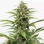 Critical + Automatic Feminized Marijuana Strain by Dinafem Seeds For Sale Online at Cannabis Seeds Outlet
