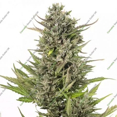 Critical + CBD Auto Feminized Marijuana Strain by Dinafem Seeds For Sale Online at Cannabis Seeds Outlet