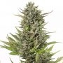 Critical + CBD Auto Feminized Marijuana Strain by Dinafem Seeds For Sale Online at Cannabis Seeds Outlet