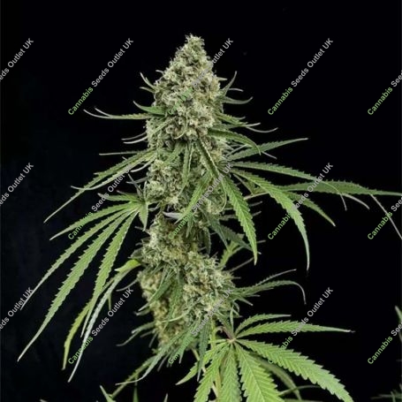 Critical + Feminized Marijuana Strain by Dinafem Seeds For Sale Online at Cannabis Seeds Outlet