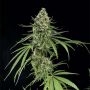 Critical + Feminized Marijuana Strain by Dinafem Seeds For Sale Online at Cannabis Seeds Outlet