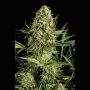 Critical Cheese Female Dinafem Cannabis Seeds