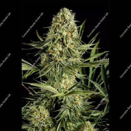 Critical Cheese Feminized Marijuana Strain by Dinafem Seeds For Sale Online at Cannabis Seeds Outlet