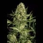 Critical Cheese Feminized Marijuana Strain by Dinafem Seeds For Sale Online at Cannabis Seeds Outlet