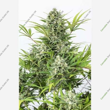 Critical Cheese Auto Feminized Marijuana Strain by Dinafem Seeds For Sale Online at Cannabis Seeds Outlet