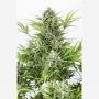 Critical Cheese Auto Feminized Marijuana Strain by Dinafem Seeds For Sale Online at Cannabis Seeds Outlet