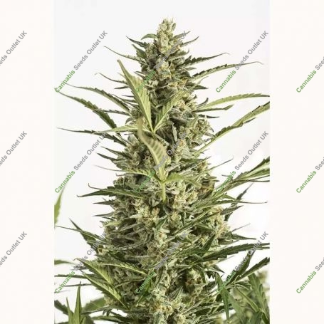 Critical Jack Auto Feminized Marijuana Strain by Dinafem Seeds For Sale Online at Cannabis Seeds Outlet