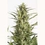 Critical Jack Auto Feminized Marijuana Strain by Dinafem Seeds For Sale Online at Cannabis Seeds Outlet