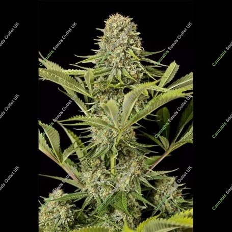 Critical Jack Feminized Marijuana Strain by Dinafem Seeds For Sale Online at Cannabis Seeds Outlet