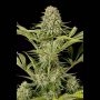 Critical Jack Feminized Marijuana Strain by Dinafem Seeds For Sale Online at Cannabis Seeds Outlet