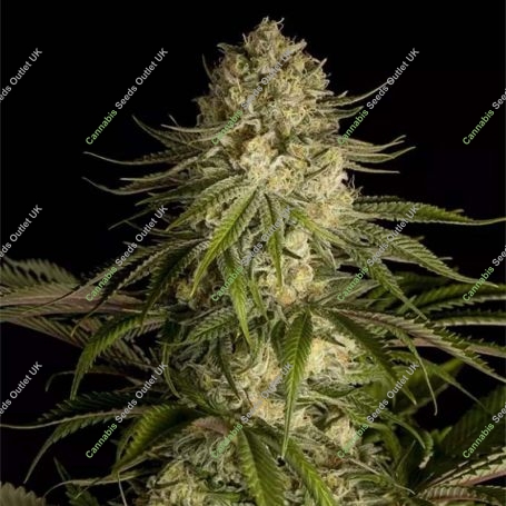 Critical Kush Feminized Marijuana Strain by Dinafem Seeds For Sale Online at Cannabis Seeds Outlet