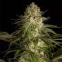 Critical Kush Feminized Marijuana Strain by Dinafem Seeds For Sale Online at Cannabis Seeds Outlet