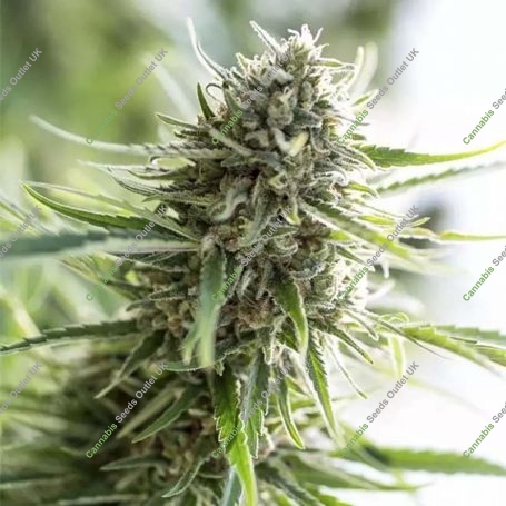 Critical Mass CBD Feminized Marijuana Strain by Dinafem Seeds For Sale Online at Cannabis Seeds Outlet