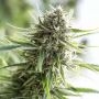 Critical Mass CBD Feminized Marijuana Strain by Dinafem Seeds For Sale Online at Cannabis Seeds Outlet