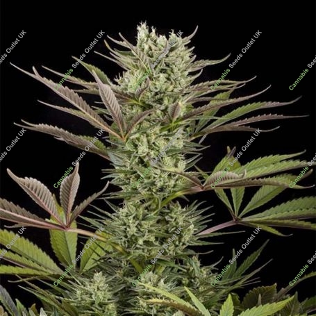 Deep Cheese Feminized Marijuana Strain by Dinafem Seeds For Sale Online at Cannabis Seeds Outlet