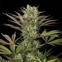 Deep Cheese Feminized Marijuana Strain by Dinafem Seeds For Sale Online at Cannabis Seeds Outlet