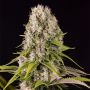 Diesel Female Dinafem Cannabis Weed Seeds