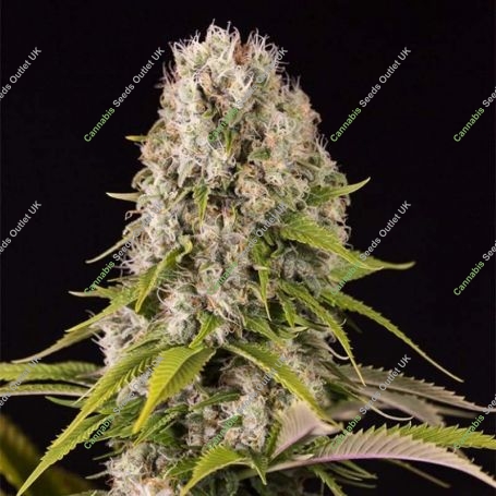 Diesel Feminized Marijuana Strain by Dinafem Seeds For Sale Online at Cannabis Seeds Outlet