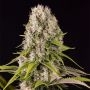 Diesel Feminized Marijuana Strain by Dinafem Seeds For Sale Online at Cannabis Seeds Outlet