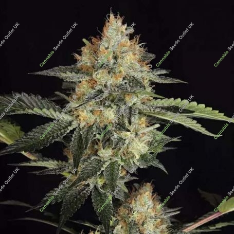 Dinachem Feminized Marijuana Strain by Dinafem Seeds For Sale Online at Cannabis Seeds Outlet
